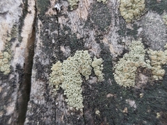 Lecanora varia
