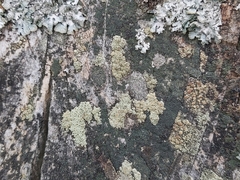 Lecanora varia