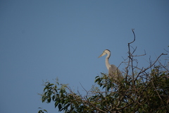 Ardea cinerea