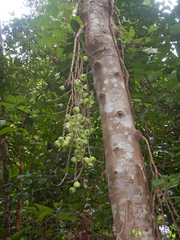 Ficus copiosa