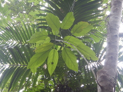 Ficus copiosa