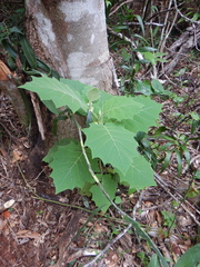 Solanum lasiocarpum