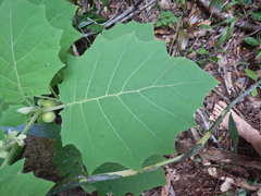 Solanum lasiocarpum