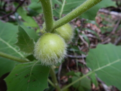 Solanum lasiocarpum