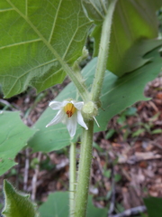 Solanum lasiocarpum