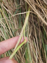 Panicum schinzii