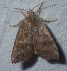 Ipimorpha subtusa