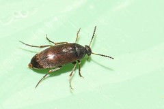 Anaspis maculata