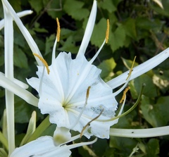 Hymenocallis rotata