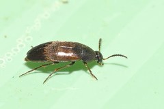 Anaspis maculata