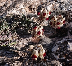 Linaria aeruginea