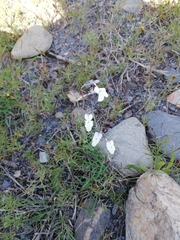 Linaria nigricans