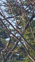 Aegithalos caudatus magnus