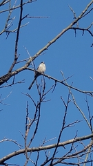 Aegithalos caudatus magnus