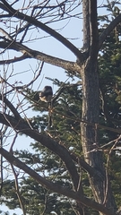 Aegithalos caudatus magnus