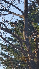 Aegithalos caudatus magnus