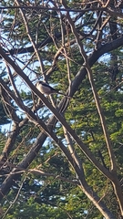 Aegithalos caudatus magnus