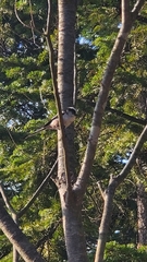 Aegithalos caudatus magnus