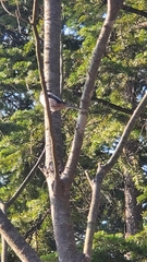 Aegithalos caudatus magnus