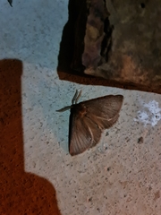 Phyllalia patens
