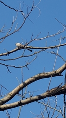 Aegithalos caudatus magnus