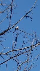 Aegithalos caudatus magnus