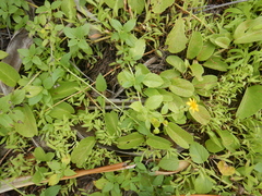 Wollastonia biflora