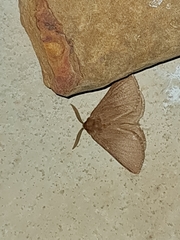Phyllalia patens