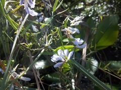 Vicia acutifolia