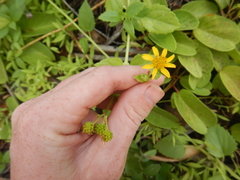 Wollastonia biflora