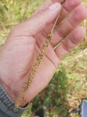 Setaria sphacelata sphacelata