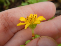 Wollastonia biflora