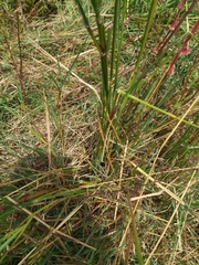 Setaria sphacelata sphacelata