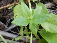 Wollastonia biflora