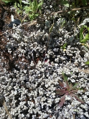 Stylocline gnaphaloides