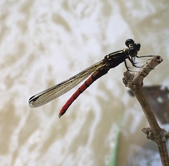 Chlorocypha pyriformosa