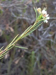 Diosma parvula