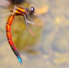 Platycypha rufitibia