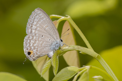 Catochrysops panormus exiguus