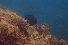 Parma alboscapularis