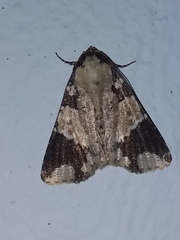 Condica cupentia
