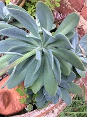 Kleinia fulgens