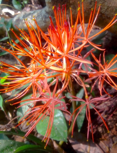Forest Fireball Lily