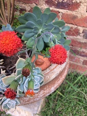 Kleinia fulgens