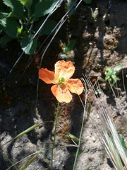 Papaver californicum