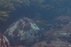 Anampses elegans