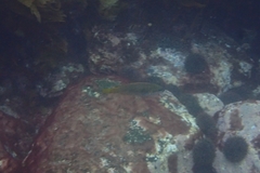 Anampses elegans