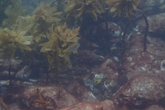 Anampses elegans