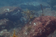 Anampses elegans