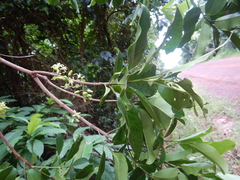 Acronychia imperforata